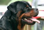rottwailer