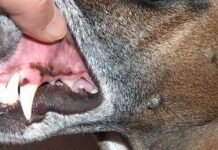 Murió tras ser atacado por su propio perro
