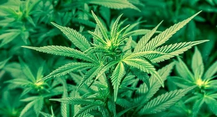 marihuana