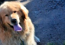 Ofrece su auto a quien le devuelva su perro