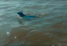 Apareció un lobo marino en pleno río Uruguay