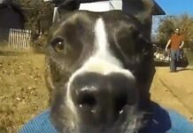 Perro robó una cámara y filmó su propia huída