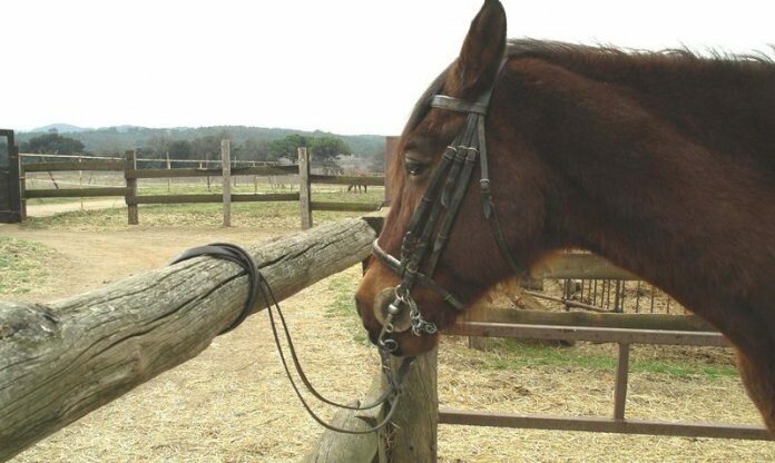 ROBO-CABALLO-1671-696x416