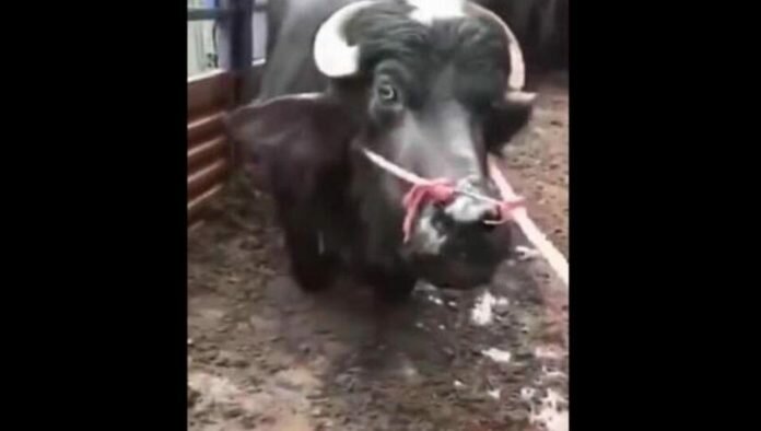 video-vaca-suplicando-por-su-vida-matadero.r_d.515-191-8410