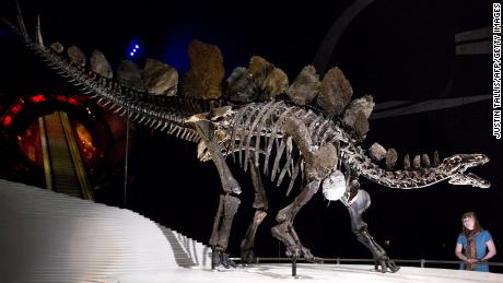 El fósil de estegosaurio recién descubierto es el más antiguo del mundo